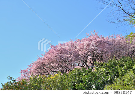 Kawazu櫻花樹在松田鎮 99828147