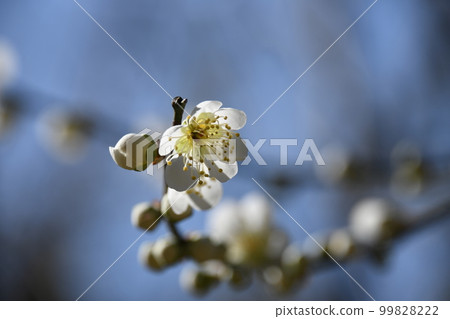 早春花梅花(特寫) 早春花梅花(特寫) 99828222