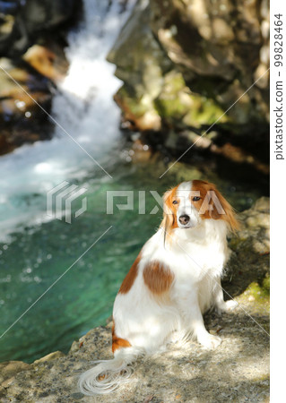 Kooikerhondje sitting in front of a waterfall in the sunlight filtering through the trees Kooikerhondje sitting in front of a waterfall in the sunlight filtering through the trees 99828464