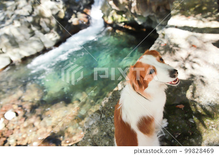 Kooikerhondje sitting in front of a waterfall in the sunlight filtering through the trees 99828469