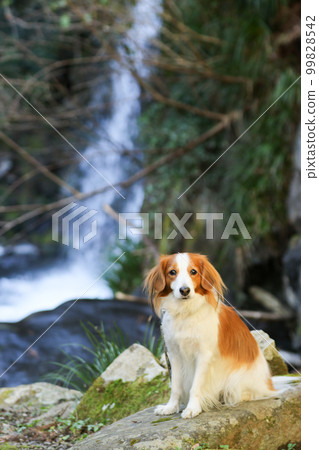 Kooikerhondje 坐在大瀑布前 99828542
