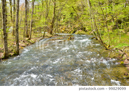 Aomori Oirase stream with blue sky and fresh greenery Aomori Oirase stream with blue sky and fresh greenery 99829099