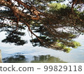 A pine tree in Matsushima faces the sea 99829118