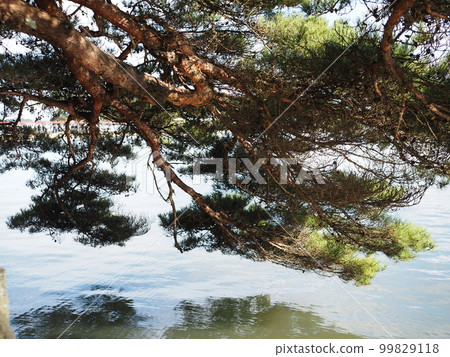 A pine tree in Matsushima faces the sea A pine tree in Matsushima faces the sea 99829118