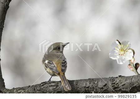 梅花和jawbutaki 99829135