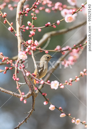 Plum blossoms and jawbutaki 99829140