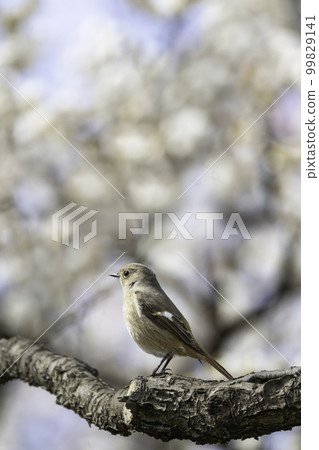 梅花和jawbutaki 99829141