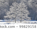 A tree covered in hoarfrost with the morning sun behind it ② 99829158