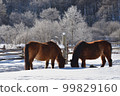 A horse eating breakfast in a frozen world II 99829160