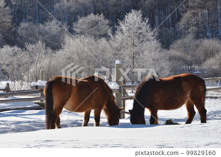 A horse eating breakfast in a frozen world II 99829160