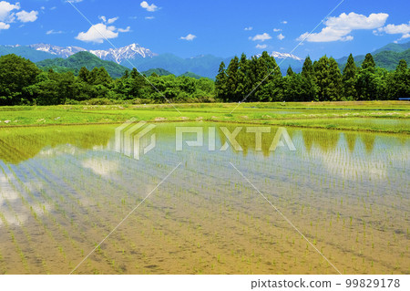 The Tanigawa mountain range reflected in the paddy fields 99829178