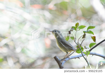 Sendai Warbler (Sendai Mushikui) Natsutori 99829185