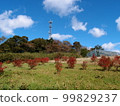 botanical garden and blue sky 99829237