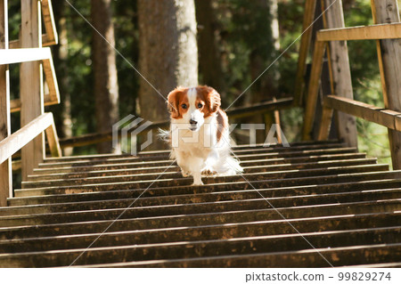 Koikerhondje 在徒步路線中間跑下樓梯 Koikerhondje 在徒步路線中間跑下樓梯 99829274