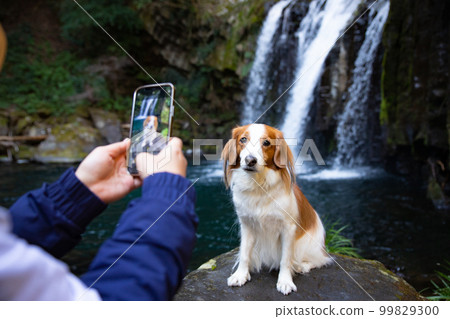 Kooikerhondje where you can take a commemorative photo with a smartphone with the waterfall in the background Kooikerhondje where you can take a commemorative photo with a smartphone with the waterfall in the background 99829300
