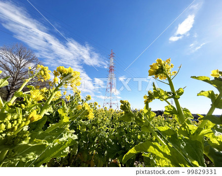 Rape blossoms, steel tower and blue sky side Rape blossoms, steel tower and blue sky side 99829331