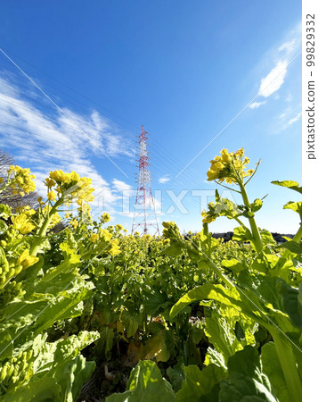 Rape blossoms, steel tower and blue sky vertical Rape blossoms, steel tower and blue sky vertical 99829332
