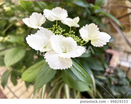 冬季繡球花 冬季繡球花 99829333