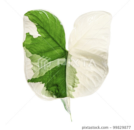 Xanthosoma leaf isolated on white background Xanthosoma leaf isolated on white background 99829877