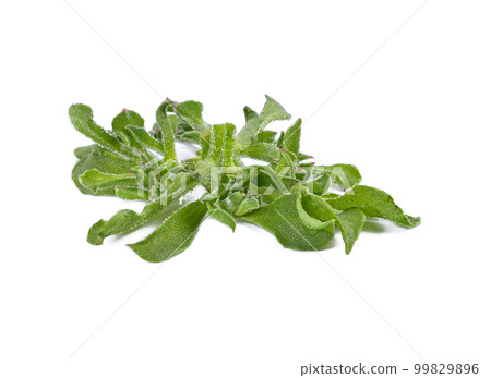 ice plant vegetable green leaf isolated on white background. 99829896