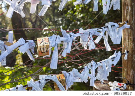 Omikuji at Takeo Shrine in Takeo City, Saga Prefecture 99829937