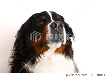 Photo Bernese Mountain Dog on a white background. Studio shot of a dog in front of an isolated background. Photo Bernese Mountain Dog on a white background. Studio shot of a dog in front of an isolated background. 99830041