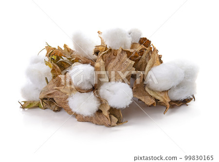 Cotton plant flower isolated on white background 99830165