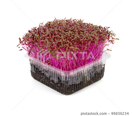 Red amaranth microgreens grown in soil. 99830234
