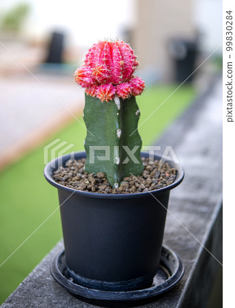 Close up of Mini Cactus, small cactus plant in pot Close up of Mini Cactus, small cactus plant in pot 99830284