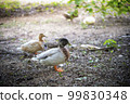 Beautiful duck walking on the grass 99830348