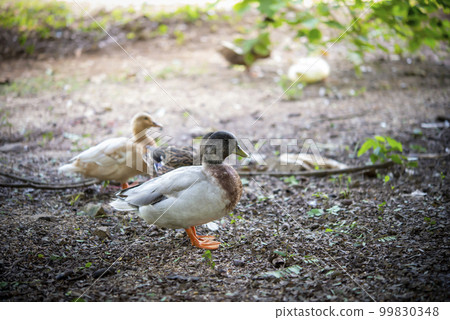 Beautiful duck walking on the grass 99830348