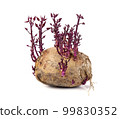 purple sweet potato on white background 99830352