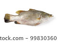 Snapper isolated on white background 99830360