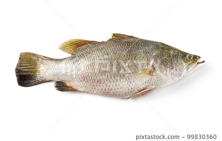 Snapper isolated on white background 99830360