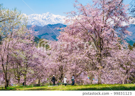 Spring in Ogawa Village, Shinshu (cherry blossoms and the Northern Alps) 99831123