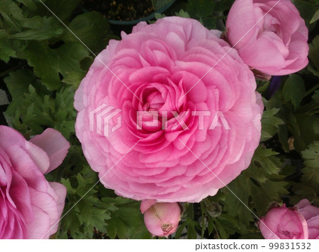 Ranunculus pink Ranunculus pink 99831532
