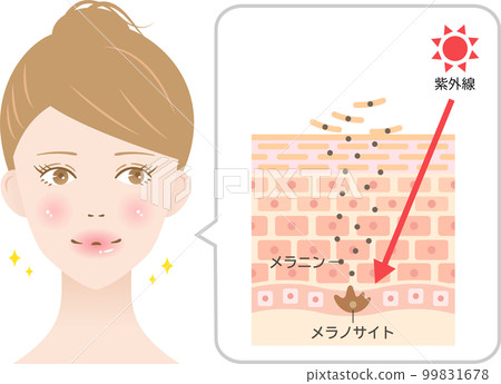Ultraviolet rays and melanin Mechanism of skin turnover and women cross section 99831678