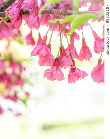 Kanhizakura bathed in the morning sun Kanhizakura bathed in the morning sun 99832187