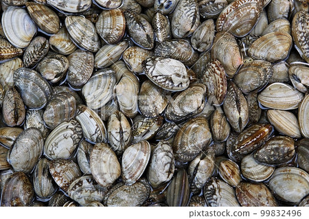 Clam Clam 99832496