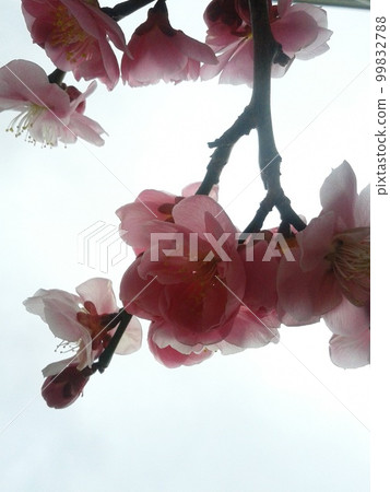 紅梅淡淡透明 紅梅淡淡透明 99832788