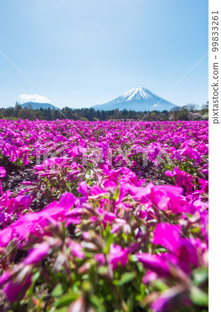 富士柴葉櫻花節 99833261