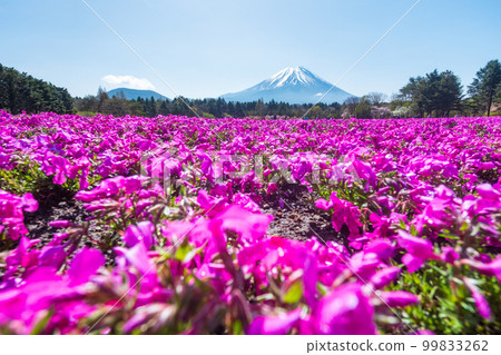 富士柴葉櫻花節 99833262