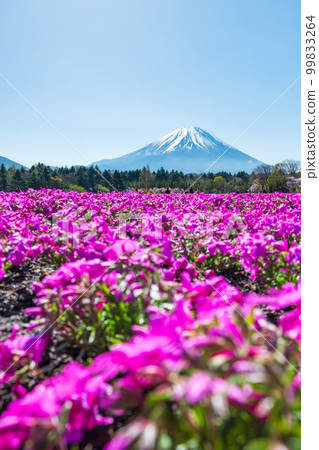 富士柴葉櫻花節 99833264