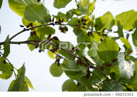 Mulberry growing on tree in spring Mulberry growing on tree in spring 99833301
