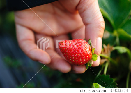 Hand picking strawberry fruit in spring garden Hand picking strawberry fruit in spring garden 99833304