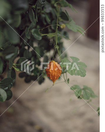 Wild Bitter Gourd, Bitter Cucumber,Bitter Gourd. Wild Bitter Gourd, Bitter Cucumber,Bitter Gourd. 99833553
