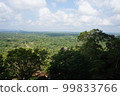 forest with horizon 99833766