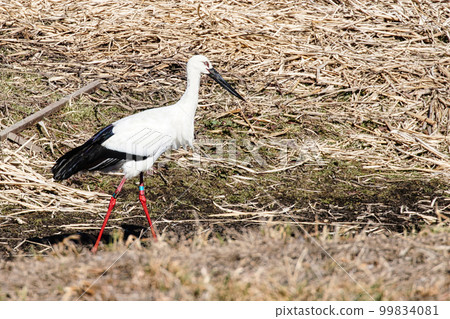 Stork Stork 99834081