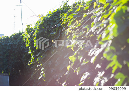 San Francisco street plants San Francisco street plants 99834099