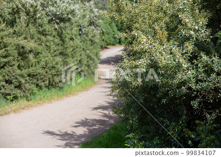 舊金山的金門公園單路 舊金山的金門公園單路 99834107